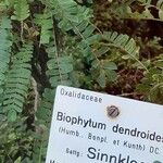 Biophytum dendroides 葉