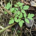 Angelica atropurpurea Листок