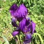 Iris aphylla Bloem