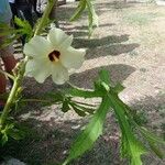 Hibiscus cannabinus Floare