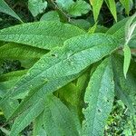 Buddleja globosa पत्ता