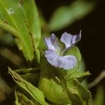 Commelina virginica Flower
