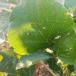 Butea monosperma Frunză