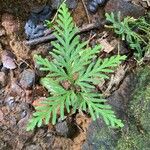 Selaginella flabellata Лист