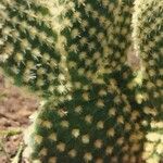 Opuntia microdasysBlad