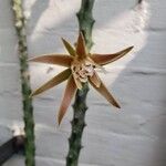 Cereus spegazzinii Flower