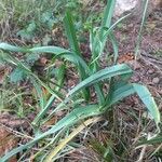 Allium porrum 葉