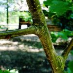 Sorbus mougeotii Corteza