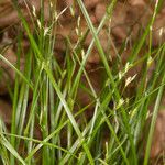 Carex remota 葉