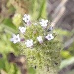 Verbena hispida Bloem