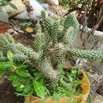 Cylindropuntia fulgida Flower