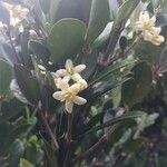 Coffea myrtifolia Květ