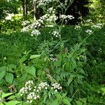 Anthriscus sylvestris অভ্যাস