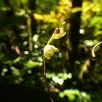 Bulbophyllum minutum Fleur