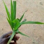 Eleutherine bulbosa Leaf