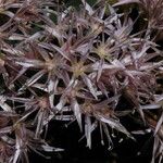 Allium tolmiei Цвят