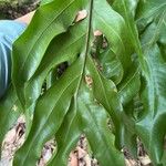 Phlebodium decumanum Leaf