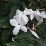 Jasminum polyanthum Kwiat