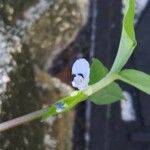 Commelina diffusaফুল