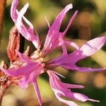 Lychnis flos-cuculi Virág