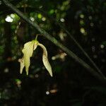 Neostenanthera neurosericea Flower