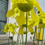 Sarracenia flava Fiore