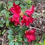 Rhododendron forrestii Žiedas