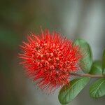 Combretum constrictum Flower
