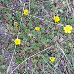 Potentilla verna Hàbitat