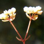 Radiola linoides Floro