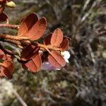 Rhododendron laudandum पत्ता