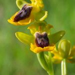 Ophrys lutea花