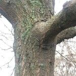 Quercus libani Bark