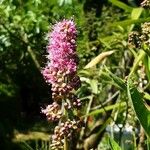 Spiraea salicifolia 花