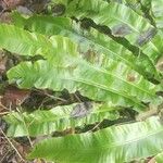 Asplenium scolopendrium পাতা