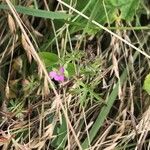 Geranium dissectum 整株植物