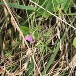 Geranium dissectum Hábito