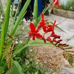 Crocosmia aurea Λουλούδι