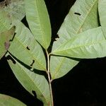 Erythroxylum citrifolium 葉