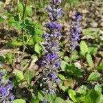 Ajuga genevensisЦвят