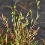 Juncus rechingeri 形態