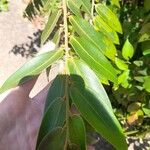 Xylopia aromatica Φύλλο