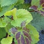 Campanula punctata Leaf