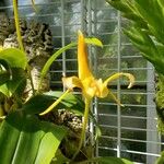 Bulbophyllum lobbii Blüte
