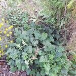 Geum coccineum Blad