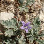 Campanula topaliana Feuille