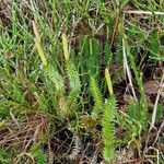 Lycopodium annotinum Yaprak