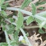 Salvia aegyptiaca Yaprak