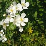 Ranunculus platanifolius 花