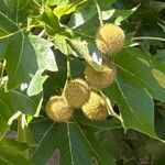 Platanus × hispanica Fruit